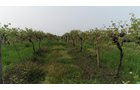 Van Buren County, Michigan farmland - LAND AUCTION - 194+/- ACRES OFFERED IN 5 TRACTS IN VAN BUREN COUNTY, MICHIGAN